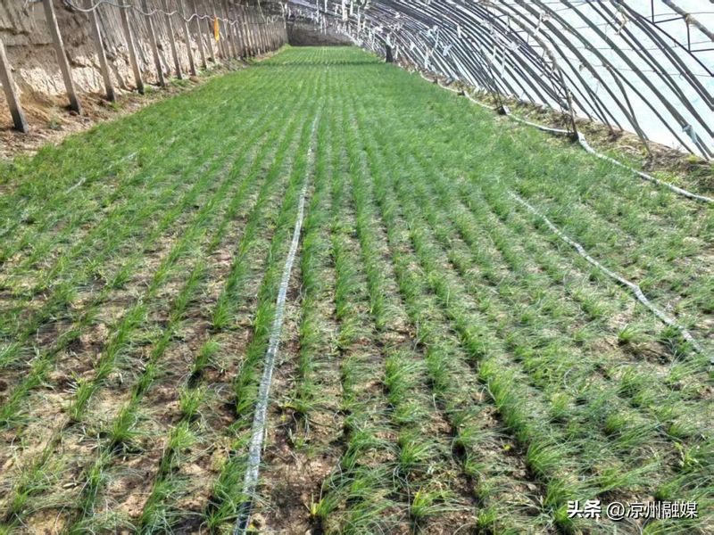 野沙葱野外种植方法