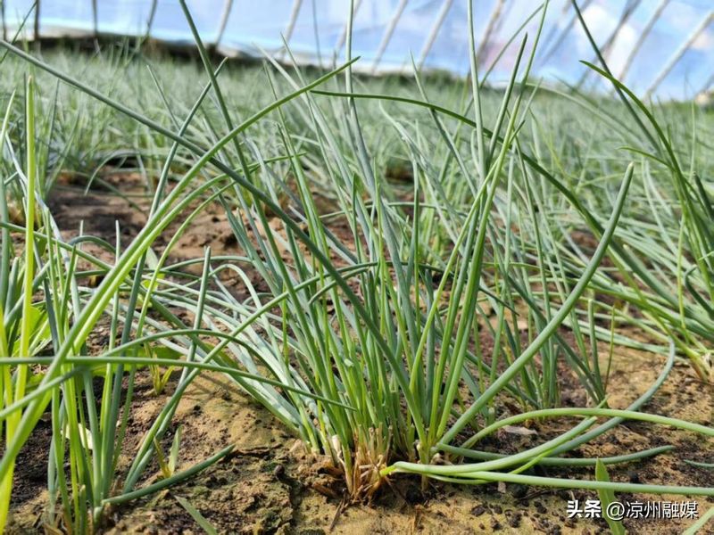 野沙葱野外种植方法