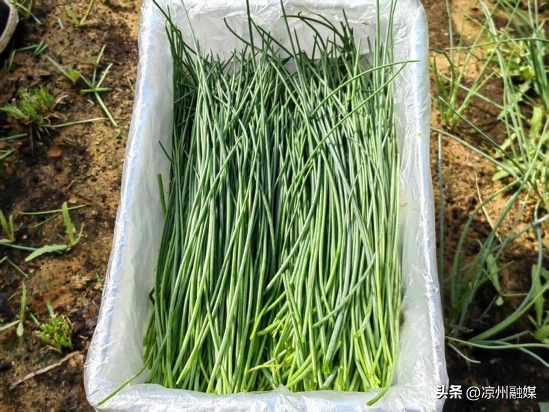 野沙葱野外种植方法