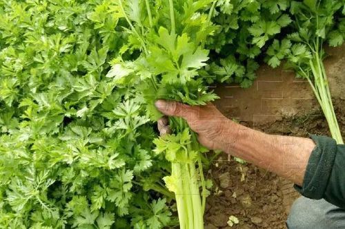 盆栽芹菜怎样种植方法