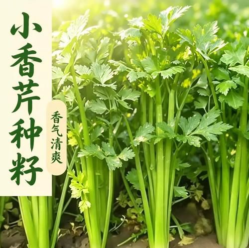 盆栽芹菜怎样种植方法