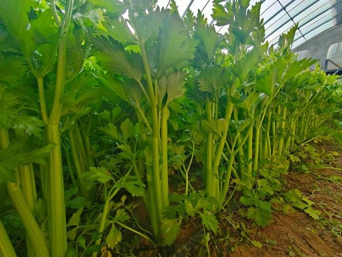 盆栽芹菜怎样种植方法