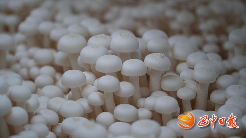 海鲜菇种植技术