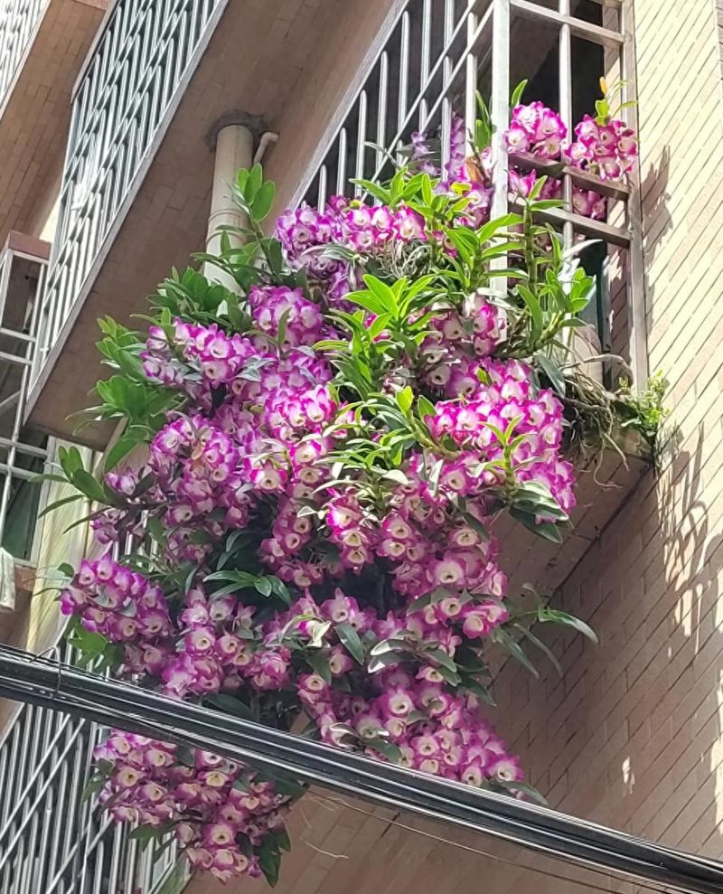 秋石斛泼墨种植方法