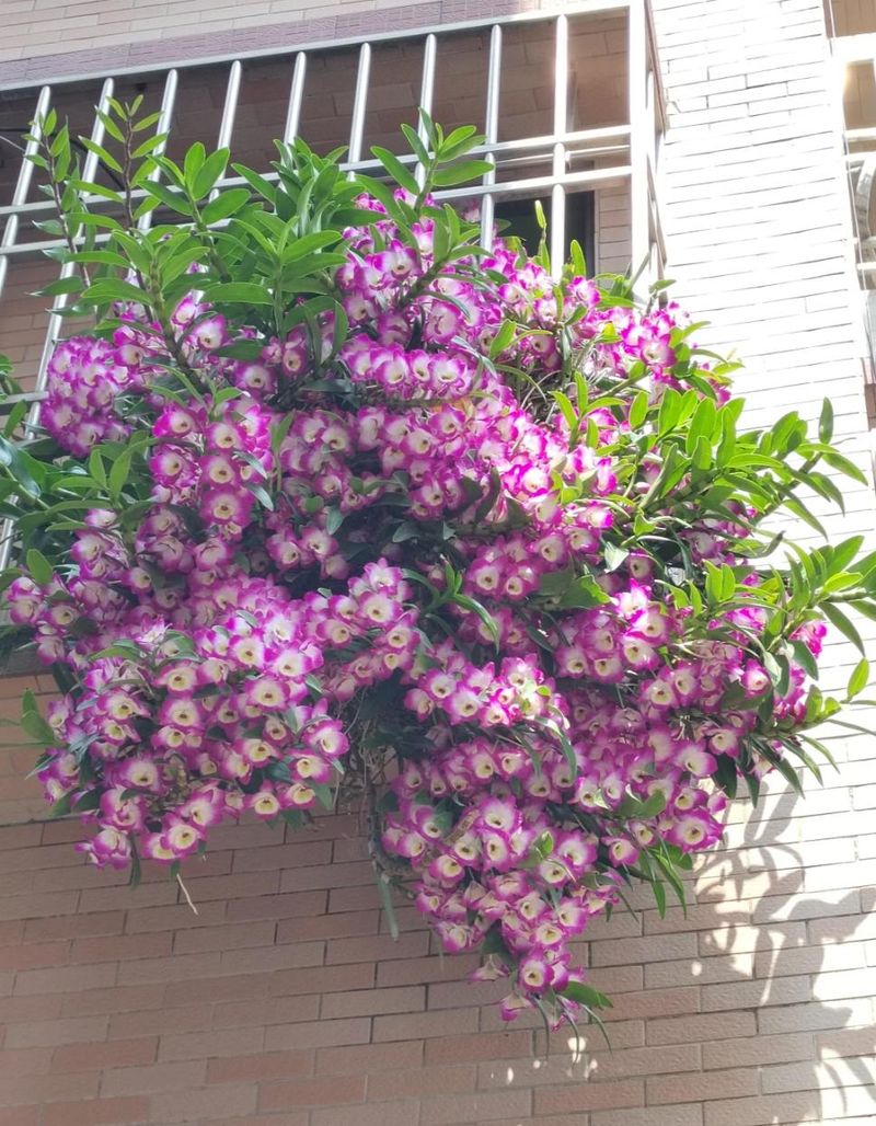 秋石斛泼墨种植方法