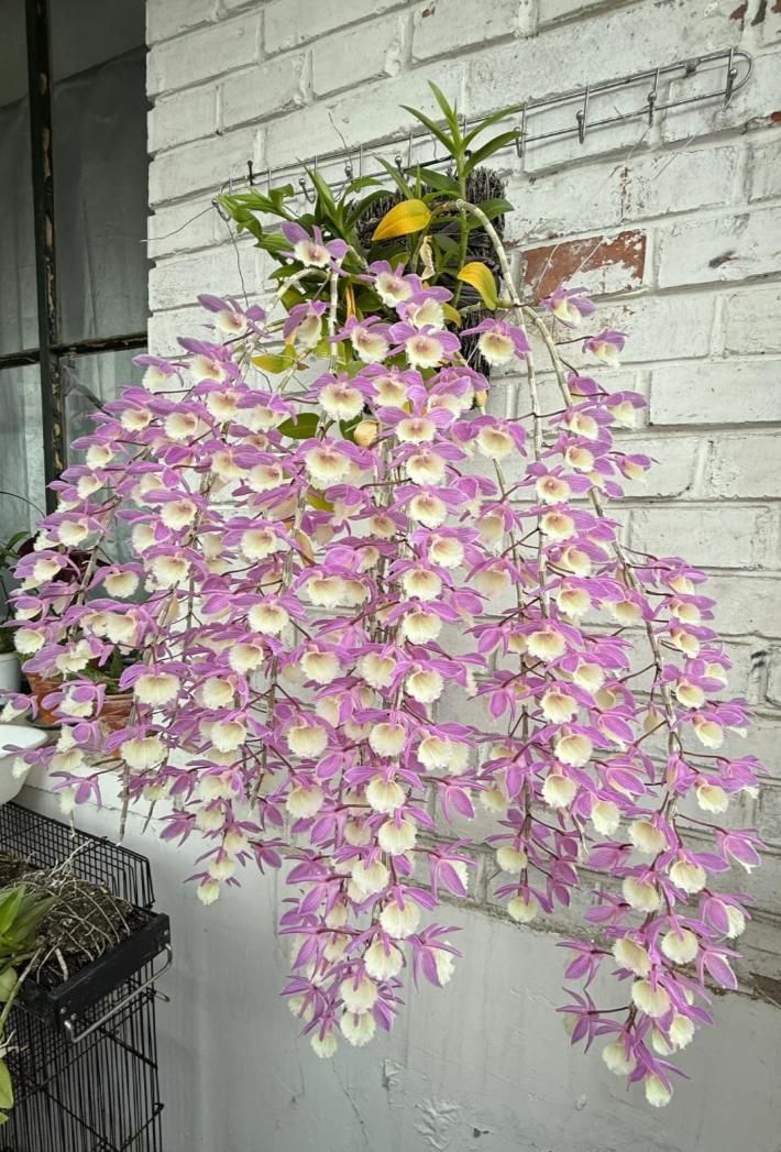 秋石斛泼墨种植方法