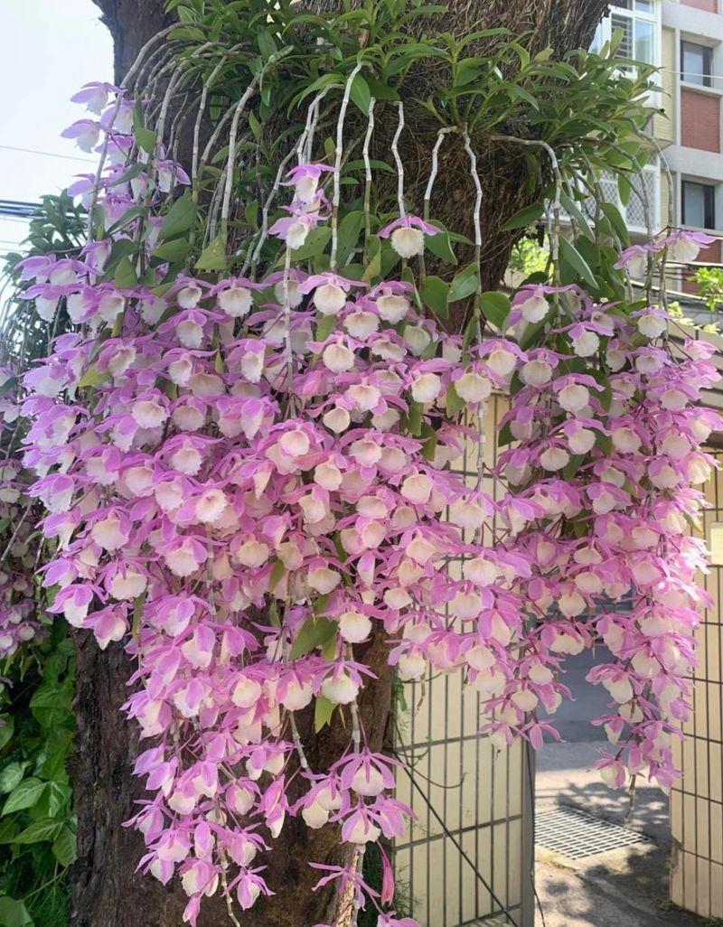 秋石斛泼墨种植方法