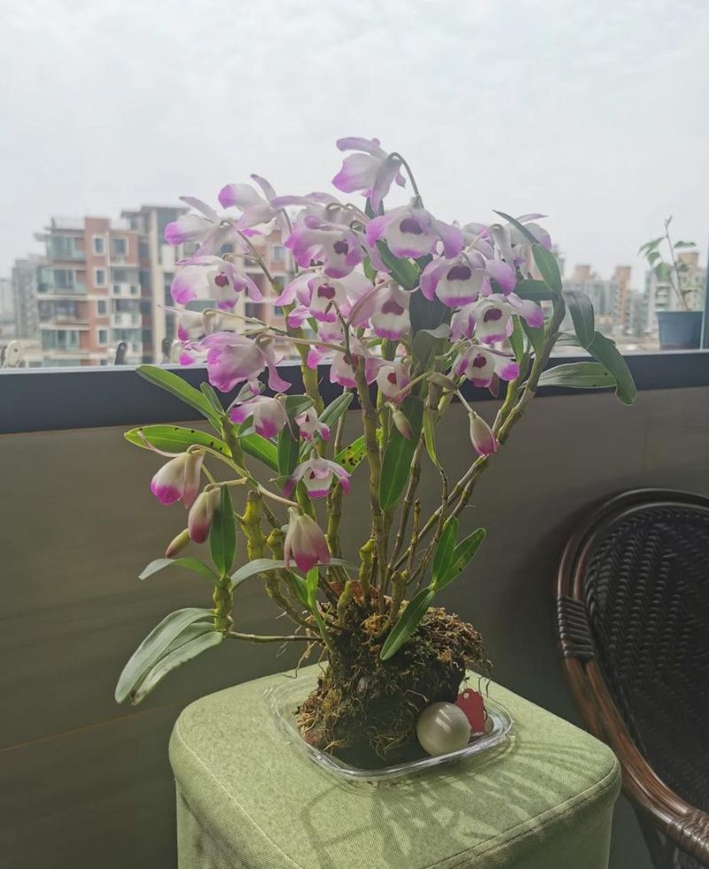 秋石斛泼墨种植方法