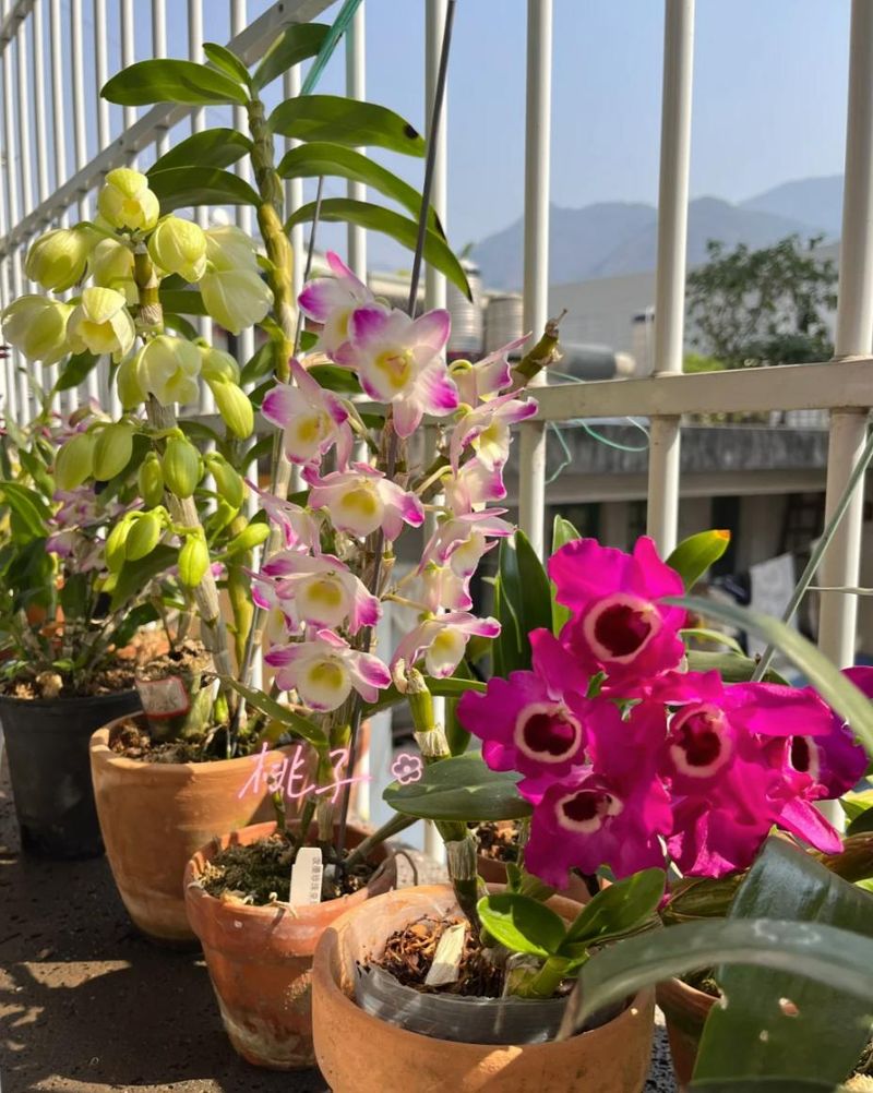 秋石斛泼墨种植方法