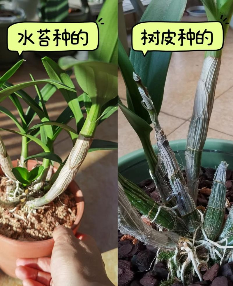 秋石斛泼墨种植方法
