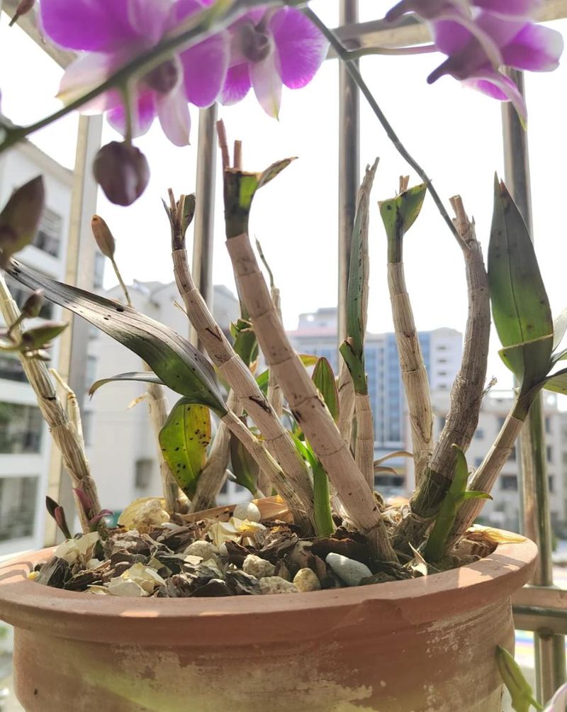 秋石斛泼墨种植方法