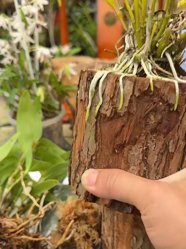 秋石斛泼墨种植方法