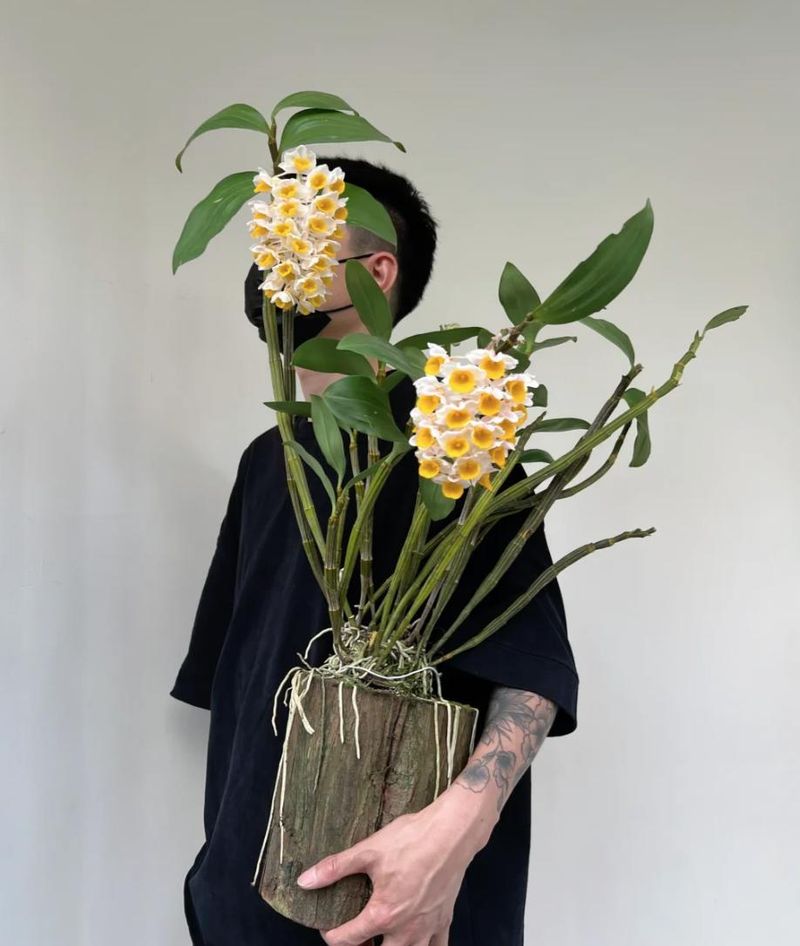 秋石斛泼墨种植方法
