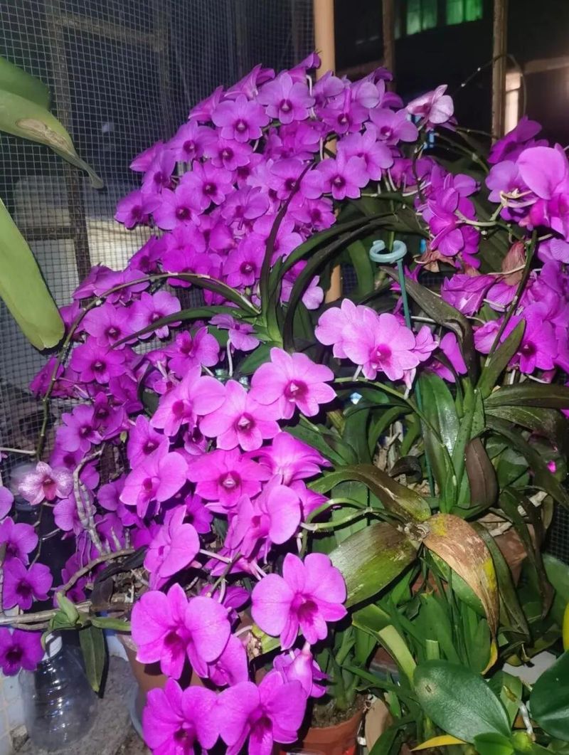 秋石斛泼墨种植方法
