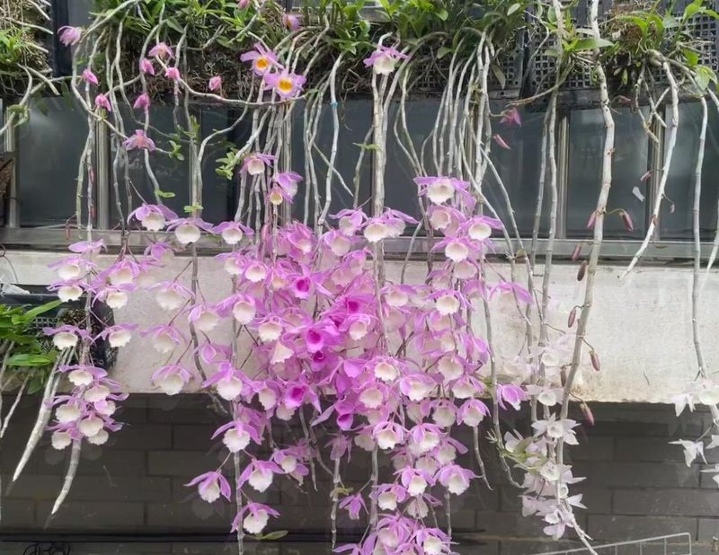 秋石斛泼墨种植方法