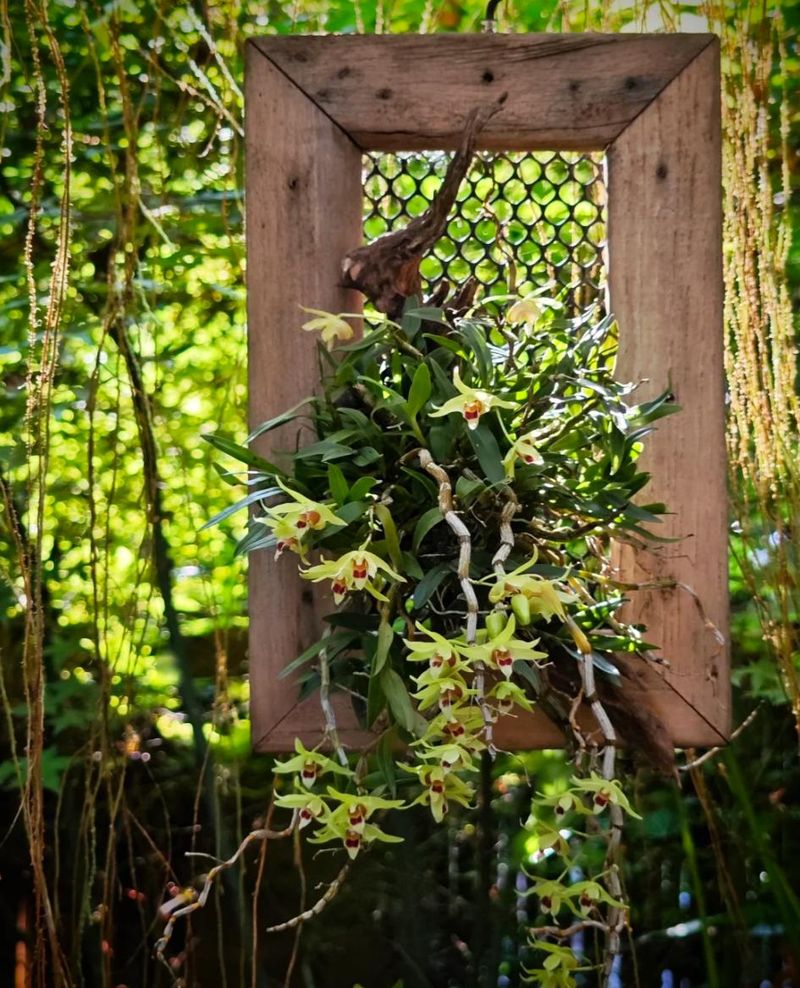 秋石斛泼墨种植方法
