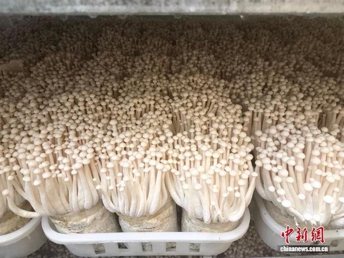 走进赣北小山村:菌菇飘香 特色富民产业促振兴