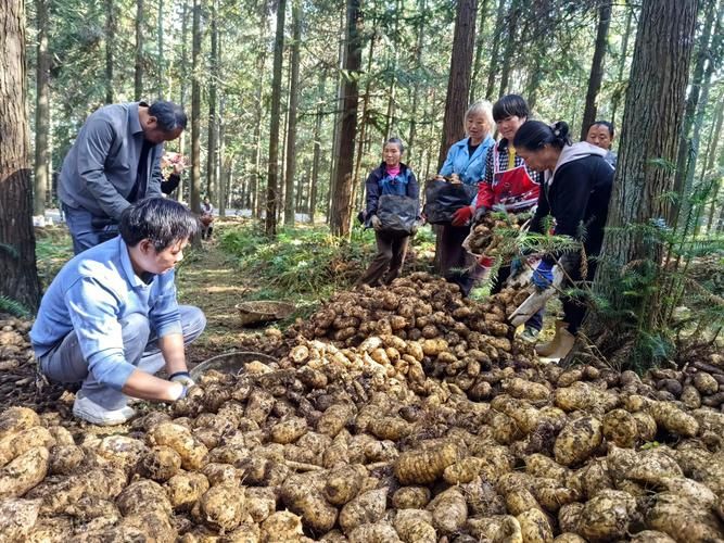 室内天麻的种植技术