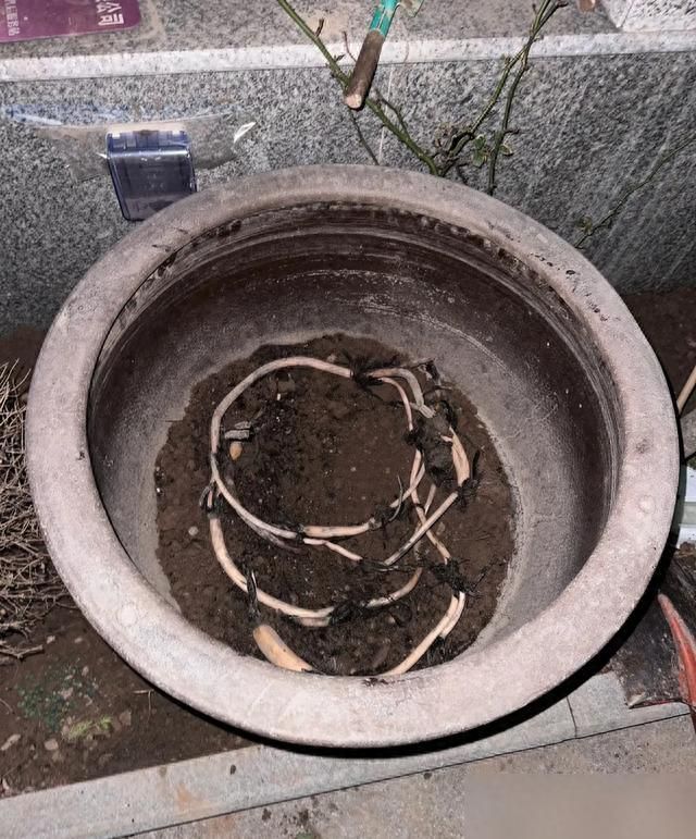 浙江小姐姐，因荷花“不开花”走红，网友：哄哄才会开！