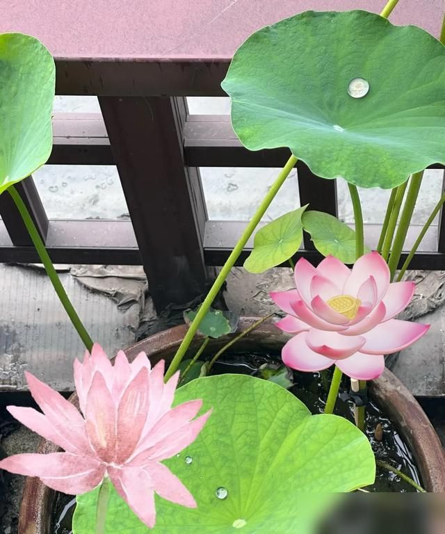 家里荷花怎么种植方法