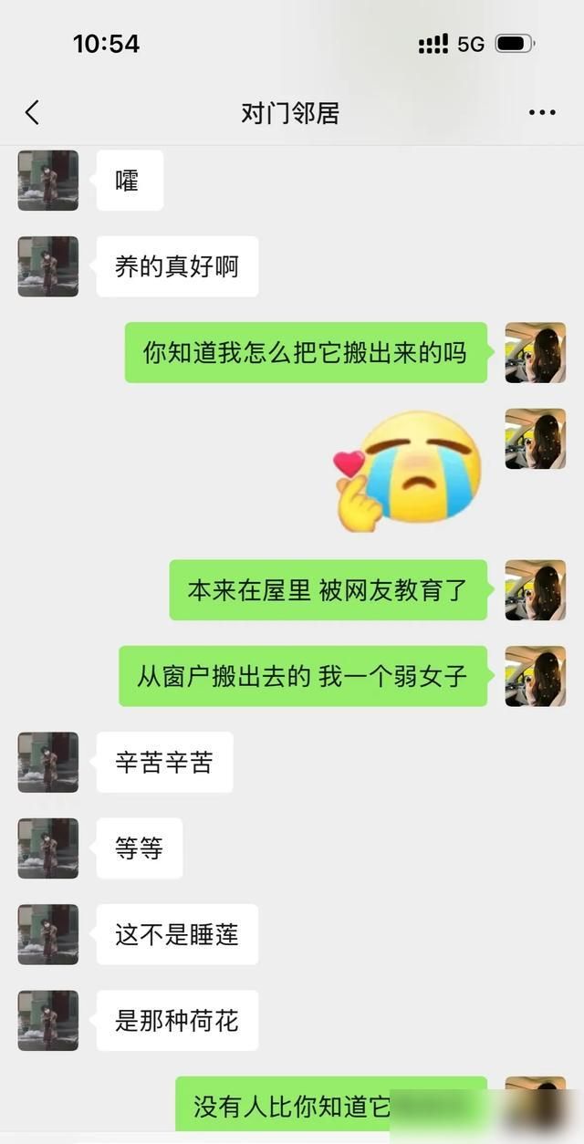家里荷花怎么种植方法