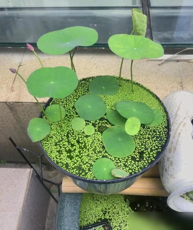 家里荷花怎么种植方法