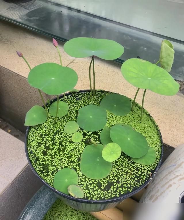 家里荷花怎么种植方法