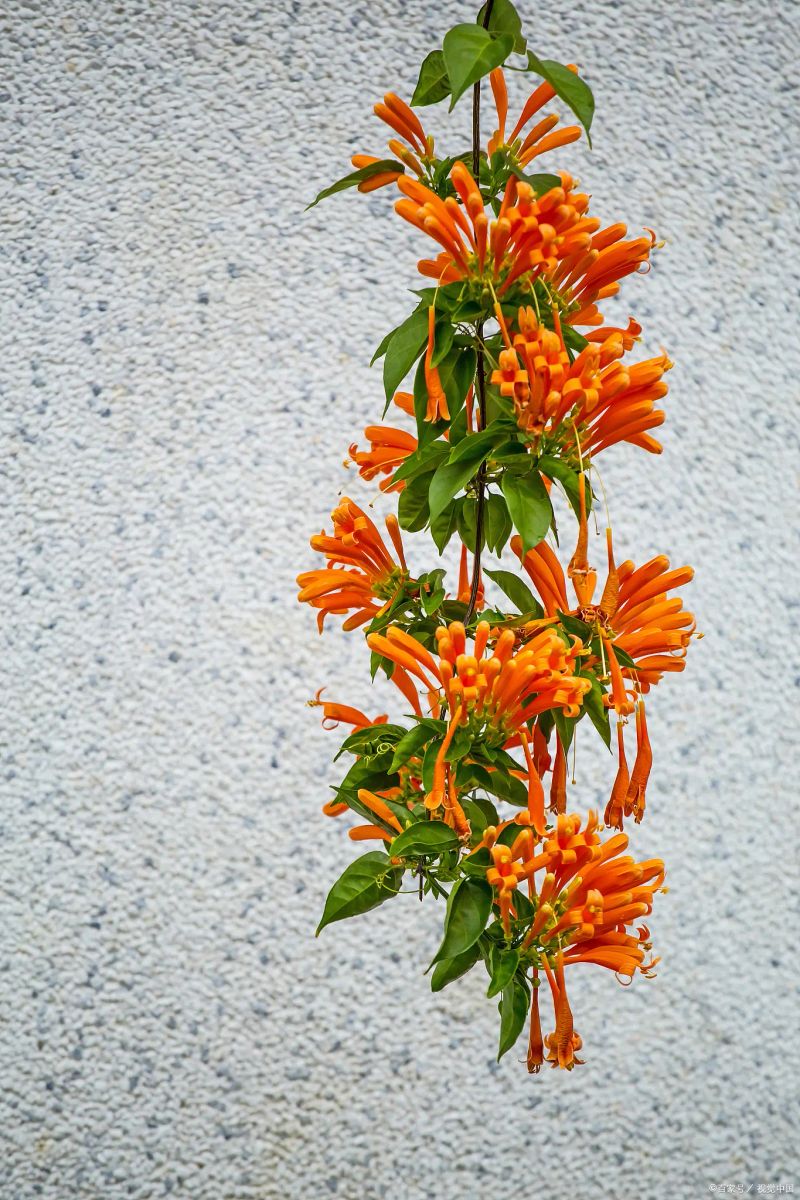 炮仗花种植方法