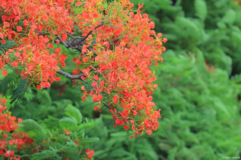 炮仗花种植方法