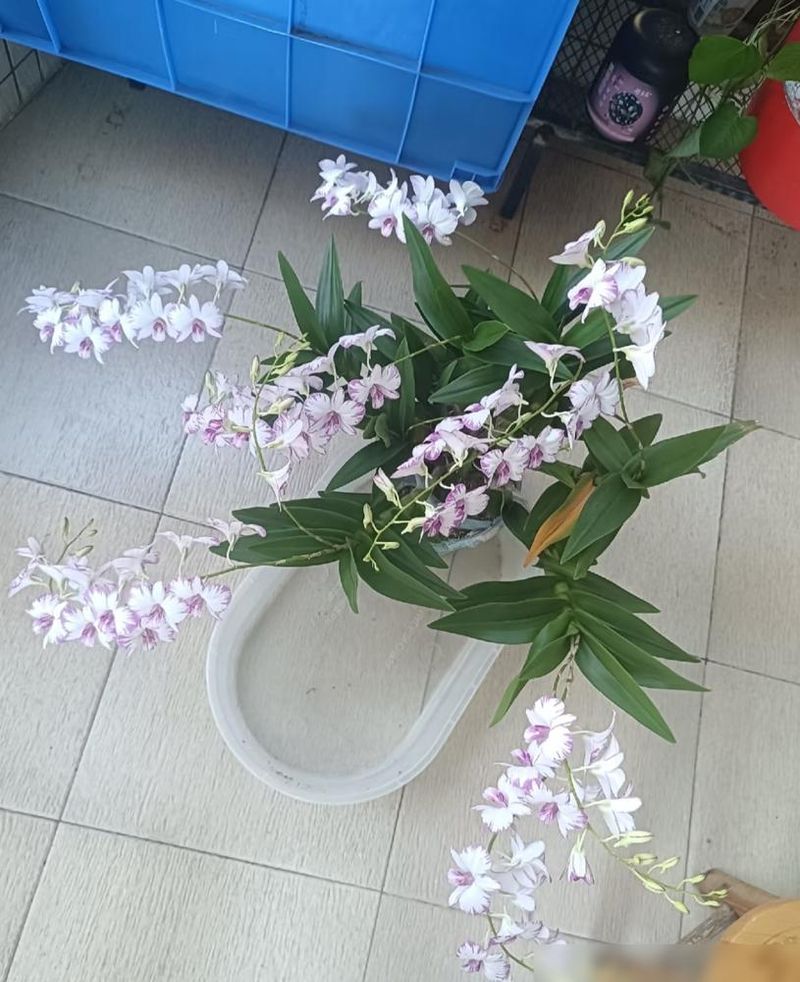 秋石斛泼墨种植方法