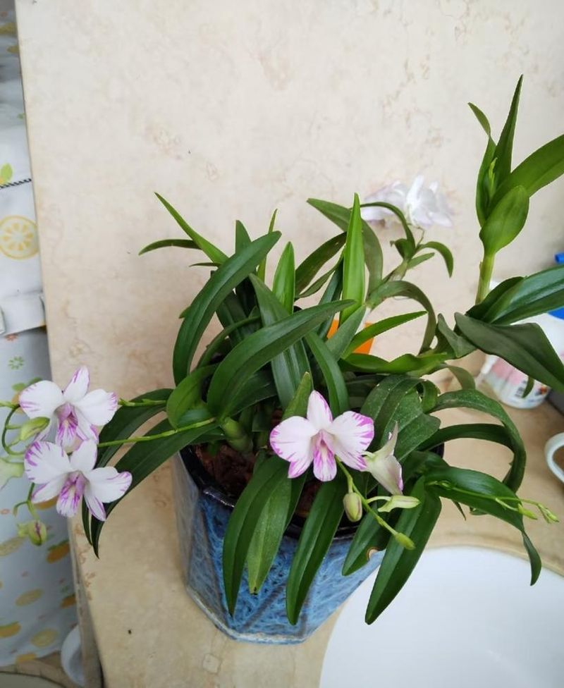 秋石斛泼墨种植方法