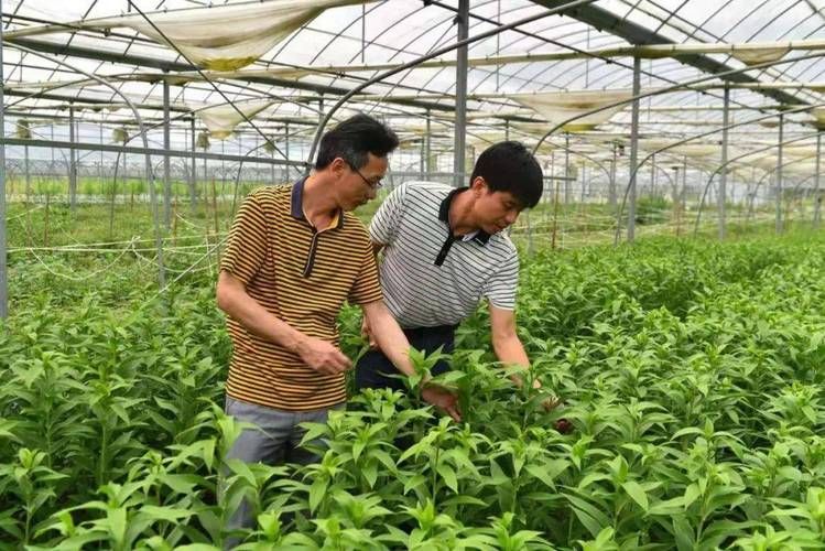 百合花的种植技术