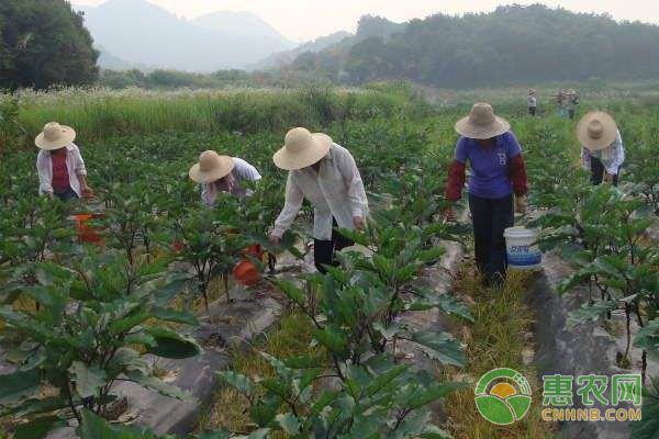 茄子大棚种植技术