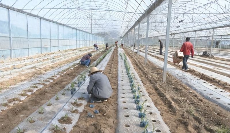水果玉米种植技术