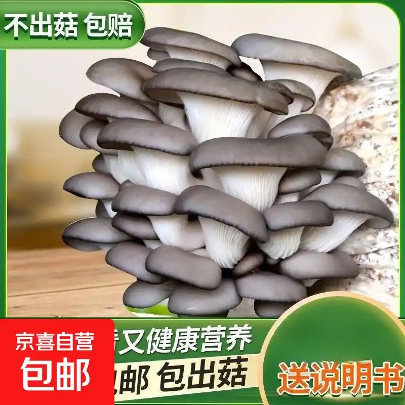 在家种蘑菇居然比养绿植还轻松?掌握这份治愈系收获指南,让你轻松体验从播种到采摘的乐趣