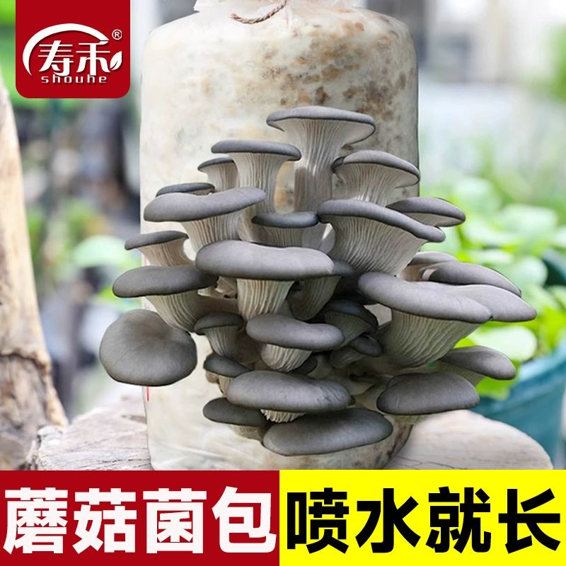 椴木香菇种植技术