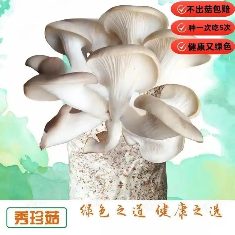 椴木香菇种植技术