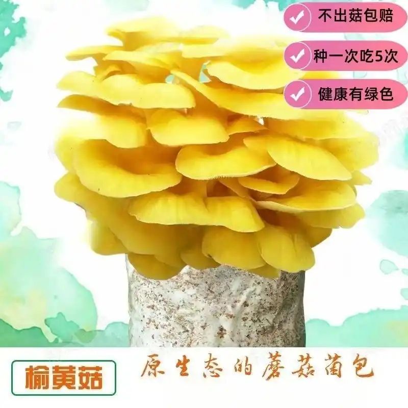 椴木香菇种植技术