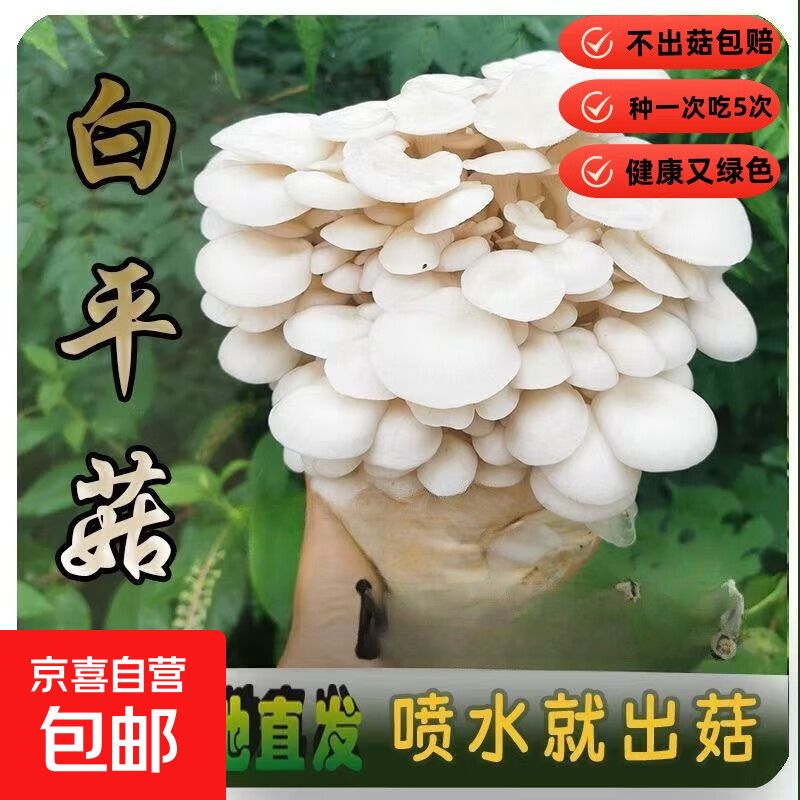 椴木香菇种植技术
