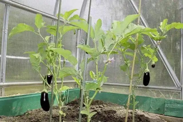 茄子大棚种植技术