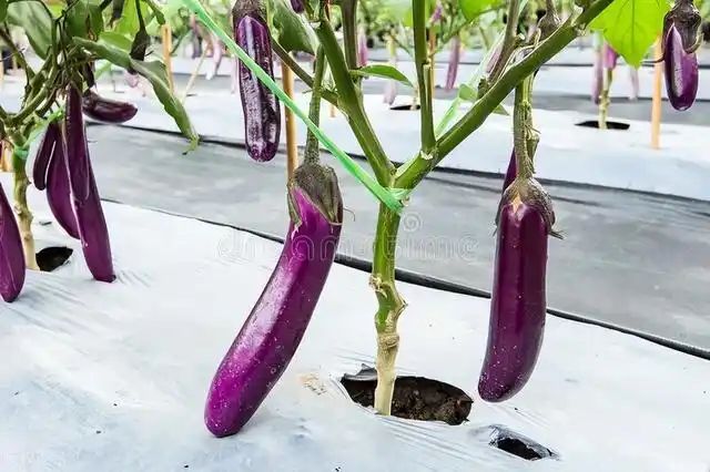 茄子大棚种植技术