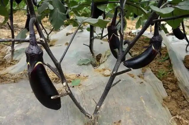 茄子大棚种植技术