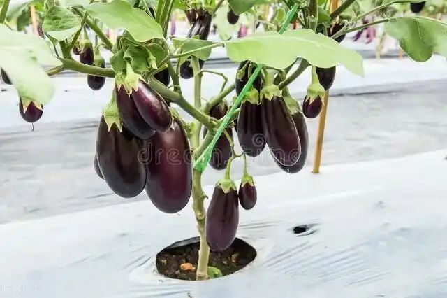 茄子大棚种植技术