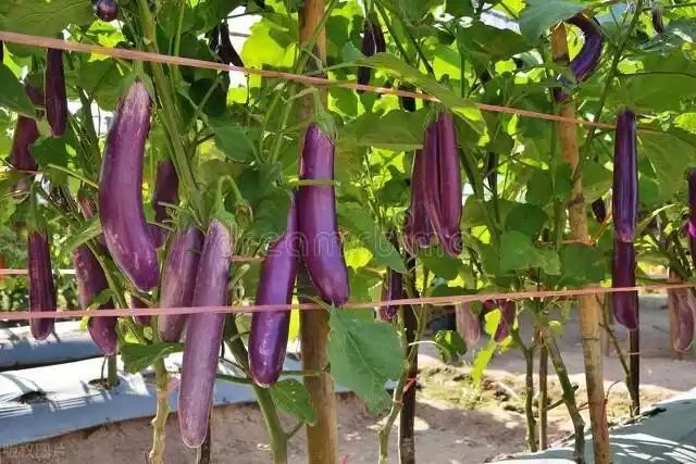 茄子大棚种植技术