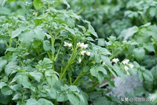 北方马铃薯种植技术