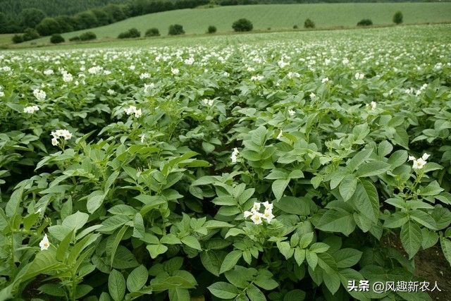 北方马铃薯种植技术