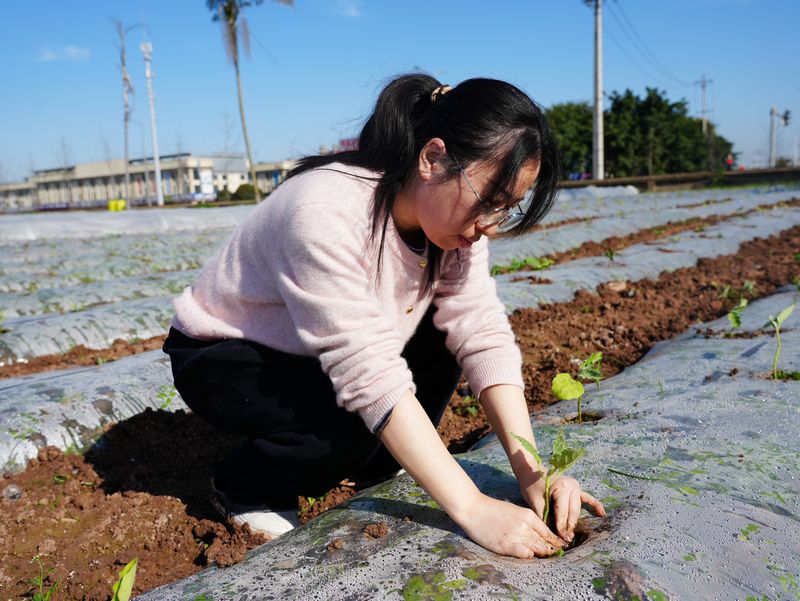 茄子大棚种植技术