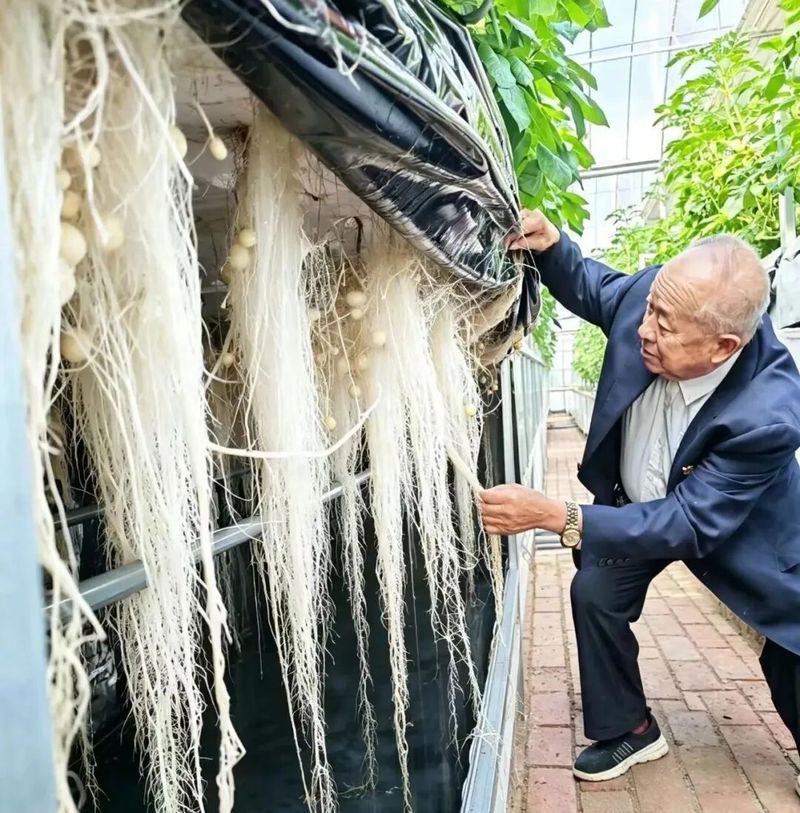 北方马铃薯种植技术