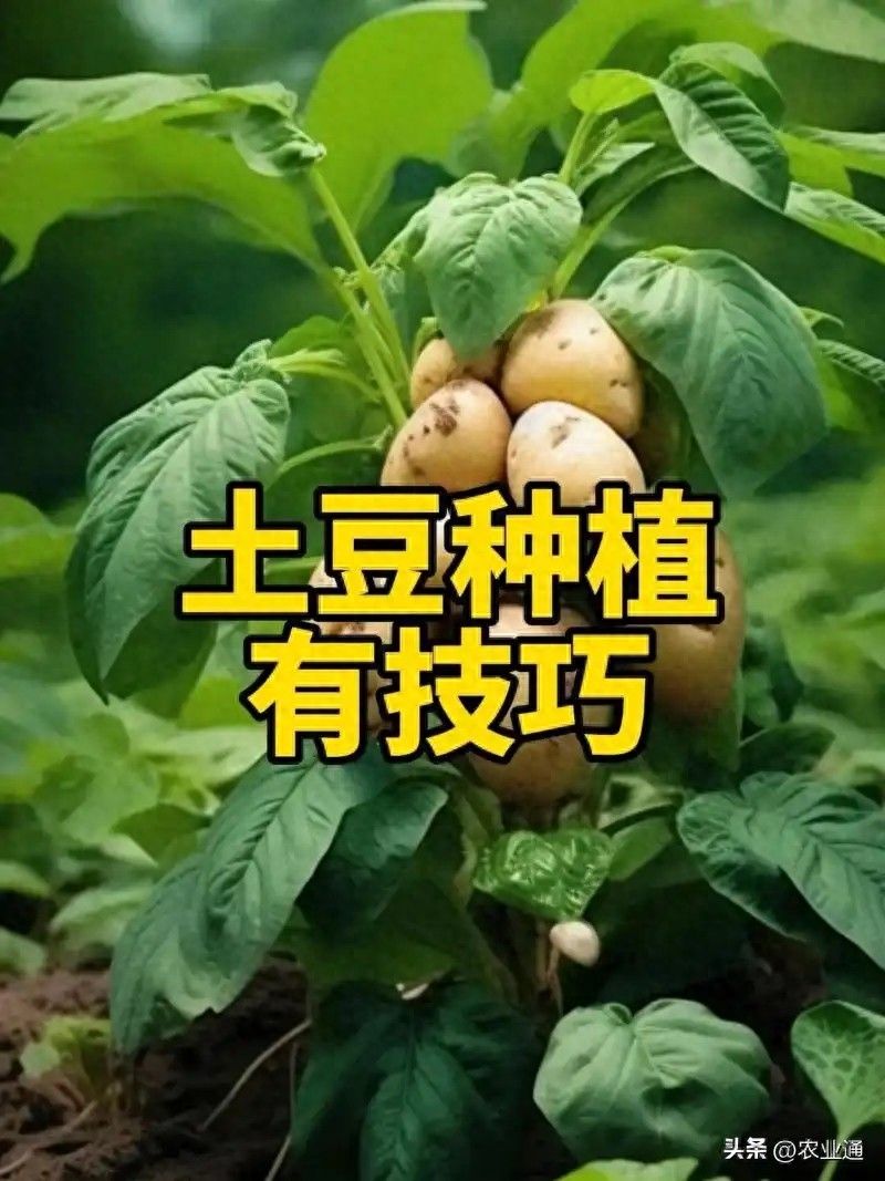 北方马铃薯种植技术