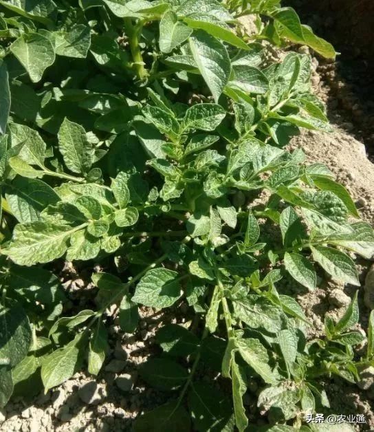 北方马铃薯种植技术